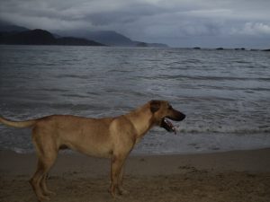 Trindade/RJ - Praia dos Ranchos